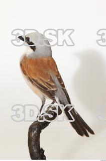 Red-backed Shrike - Lanius Collurio 0005